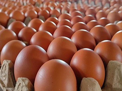Telur Omega 3 Premium