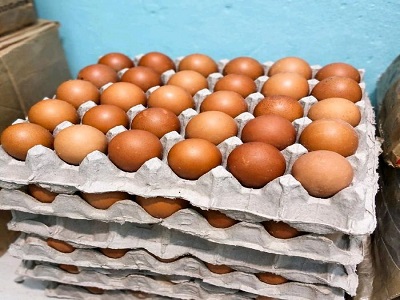 Telur Ayam Alami