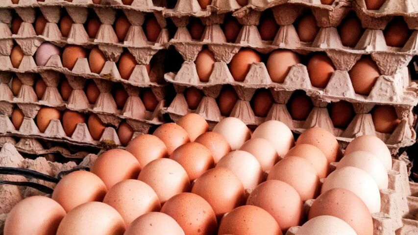 Produk Telur Super