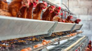 Cara Merawat Ayam Petelur Agar Produktif